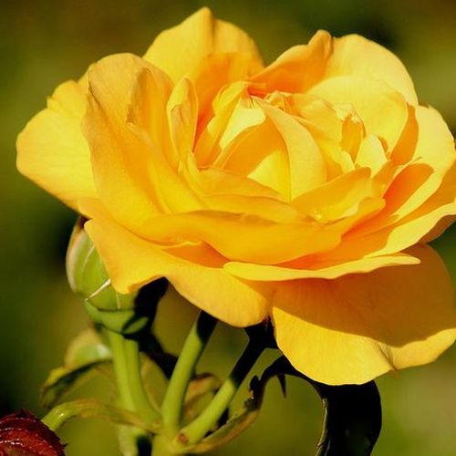 Rosa Sunny Rose® - galben - Trandafir copac cu trunchi înalt - cu flori mărunți - coroană compactă